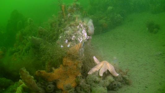 Seestern und Anemonen