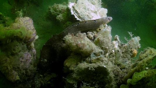 Grevelinger Meer