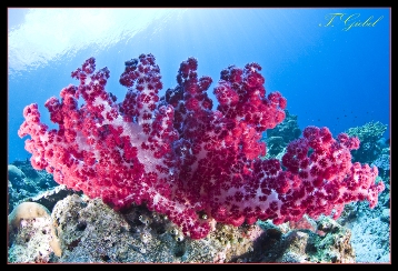 Rote Nephthea