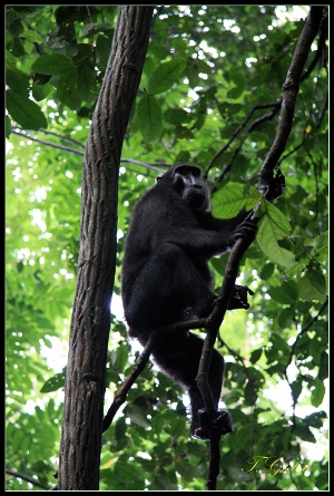 Affe im Tangkoko Nationalpark