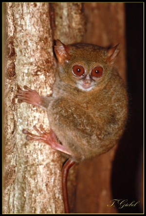Kobold-Maki im Tangkoko Nationalpark