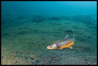 Viele Fische