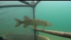 Video: Kulkwitzer See 2009