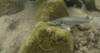 Video: L�bej�n II