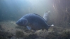 Video: Sandersdorfer F�rstergrube 2009